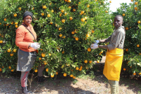 CITRUS SA.jpg