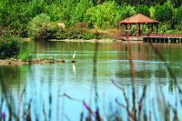 新疆阿克苏多浪河国家湿地公园优美的环境引来野生动植物栖息于此.JPG