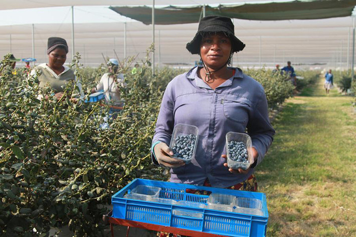 Xinhua_Zimbabwean Blueberry_副本.jpg