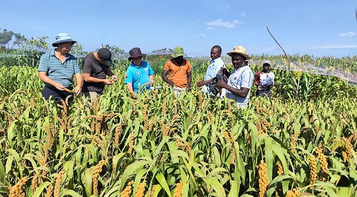 Foxtail Millet.jpg
