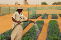 A-worker-waters-plants-in-the-China-Africa-Green-Technology-Park-in-Bir-El-Barka-Mauritania_Si-Yuan_Xinhua_Alamy-_3BG378D-2400x1600.jpg
